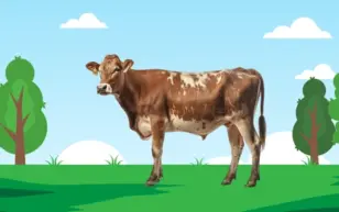 Home 2 जर्सी गाय (Jersey Cow) – विदेशी नस्ल जिसकी दूध में होती है ताकत और लाभ