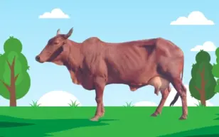 Home 3 रेड सिंधी गाय (Red Sindhi Cow) – भारत की खूबसूरत और दूध देने वाली देशी नस्ल