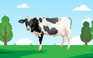 Home 1 होल्स्टीन फ्राइज़ियन गाय (Holstein Friesian Cow) – सबसे अधिक दूध देने वाली विदेशी नस्ल